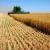 Бизнес-план выращивания пшеницы