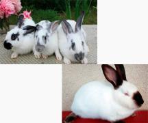 Разведение кроликов как бизнес: организуем ферму