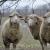Разведение овец и баранов в домашних условиях Закон о содержании овец