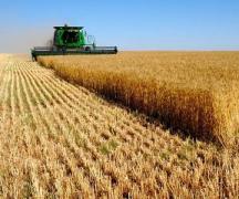 Бизнес-план выращивания пшеницы