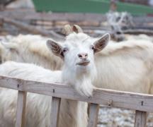 Как организовать бизнес разводя коз План схема фермы по разведению коз