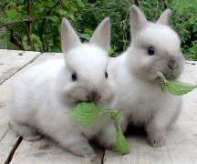 Бизнес-план по разведению и выращиванию кроликов