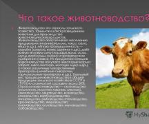 Животноводство это отрасль сельского хозяйства, занимающаяся разведением животных для производства животноводческих продуктов